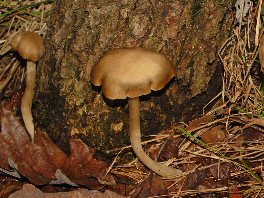 Funghi sconosciuti (Entoloma sp.)